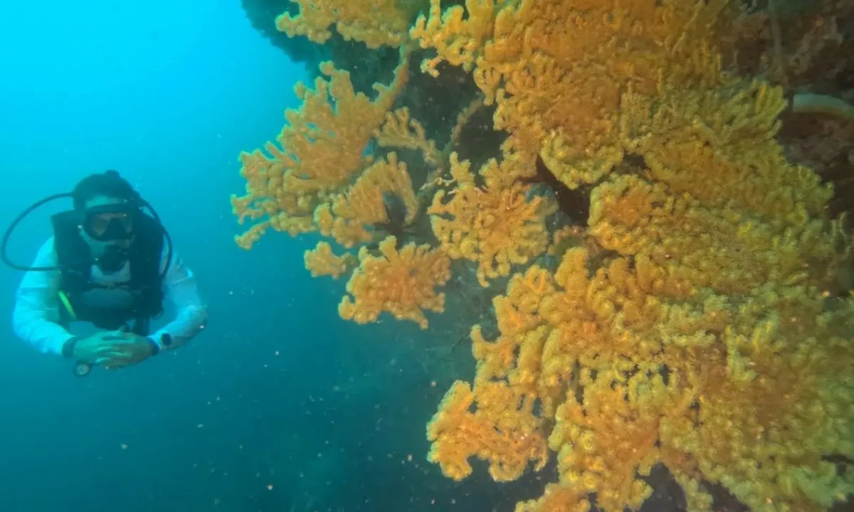 BerSEAnergi untuk Laut, PIS Tanam 525 Terumbu Karang di Maluku