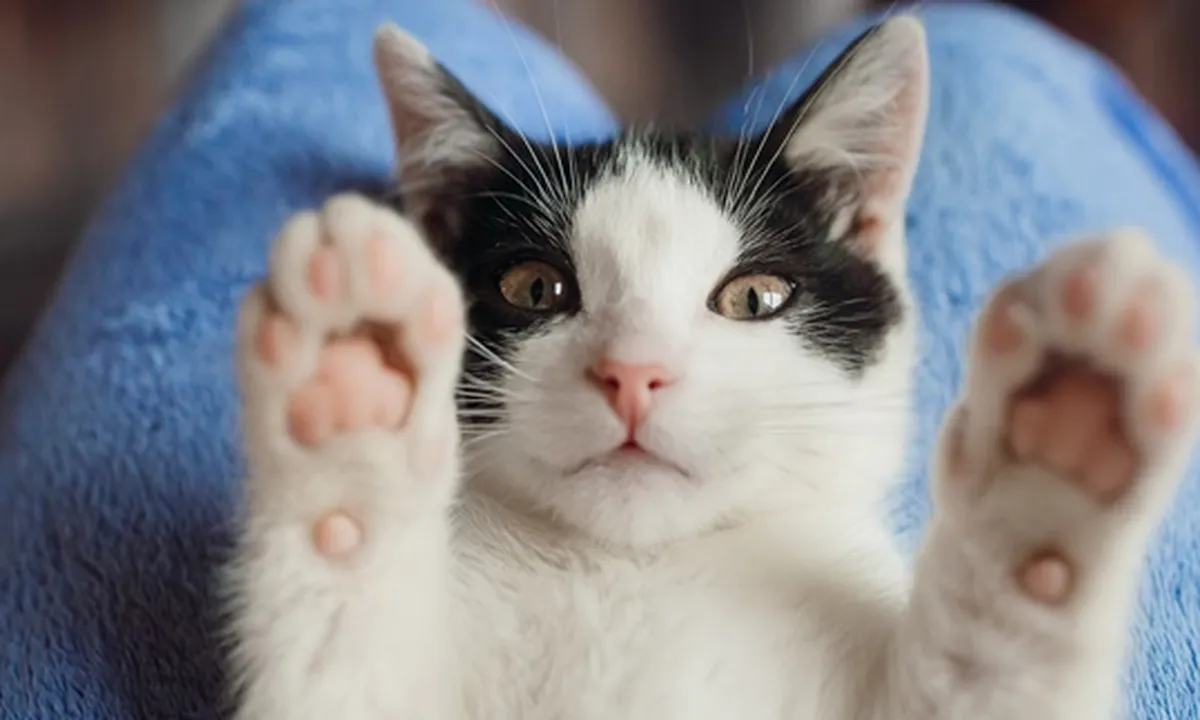 Bisa Berbahaya! Ini 5 Dampak Buruk Bulu Kucing Bagi Kesehatan