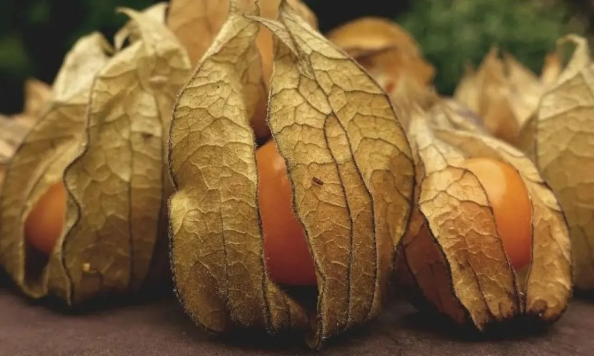 Buah Ciplukan Makin Langka, Padahal Berkhasiat Turunkan Kadar Kolesterol dan Gula Darah