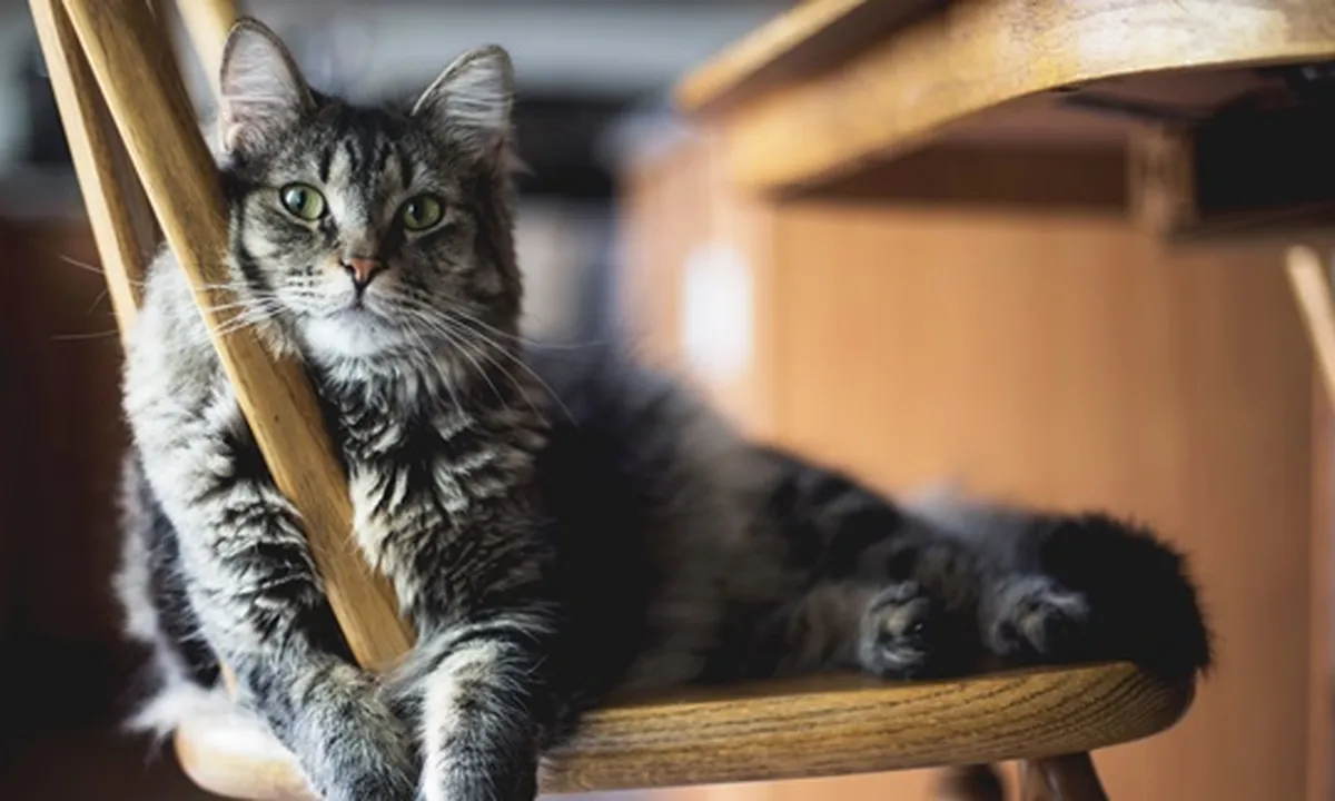 Bulu Kucing Rontok, Ini 6 Penyebab dan Cara Mengatasinya