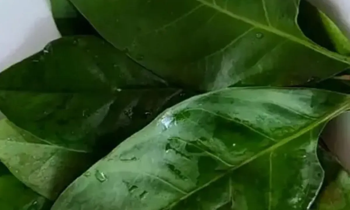Cara Ampuh Menyimpan Daun Salam, Tetap Segar, Tahan Lama, dan Super Praktis