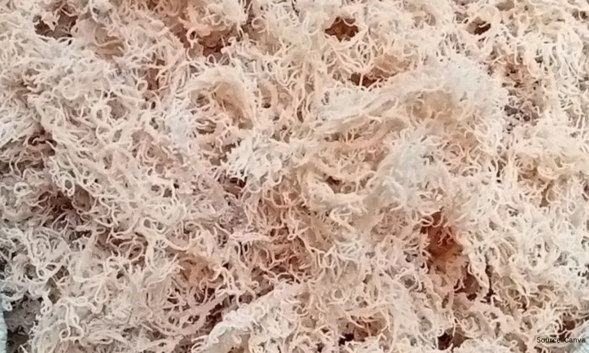 Cara Cuci Rumput Laut Kering agar Siap Diolah, Trik Rahasia dari YouTube