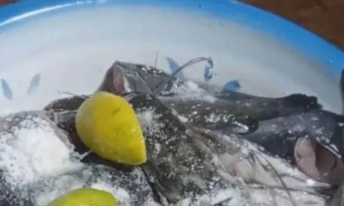 Cara Matikan Ikan Lele Tanpa Kekerasan Menggunakan Garam
