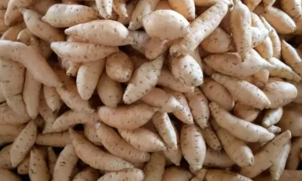 Cara Memanggang Ubi Cilembu agar Mengeluarkan Madu Alami Tanpa Oven dan Air Fryer