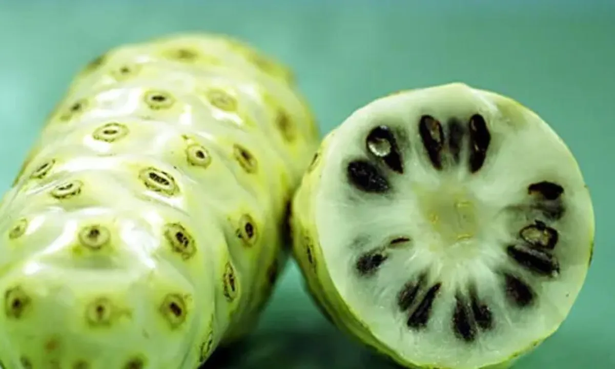 Cara Membuat Rebusan Buah Mengkudu, Rahasia Sehat yang Kaya Manfaat