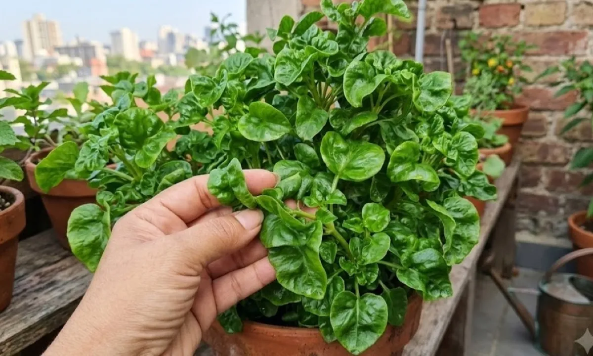 Cara Menanam Bayam Brazil untuk Pemula, Daun Lebar dan Renyah Bebas Hama