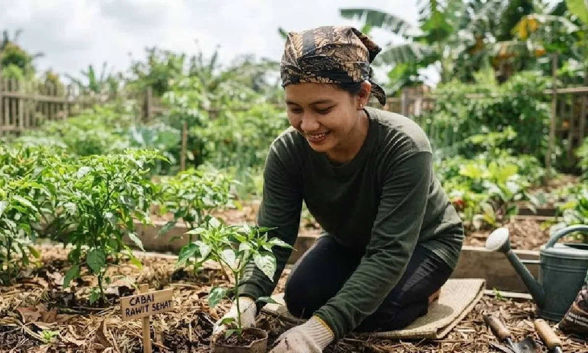 Cara Menanam Cabai Rawit agar Tidak Mudah Layu, Hasilnya Lebih Segar