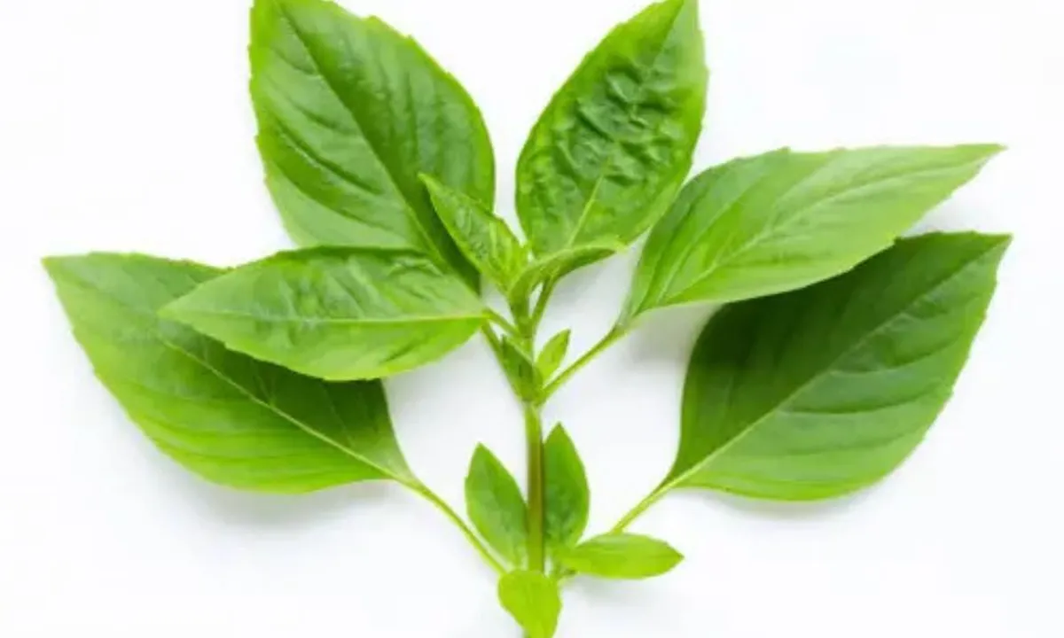 Cara Menanam Daun Kemangi agar Tumbuh Rimbun di Halaman Rumah