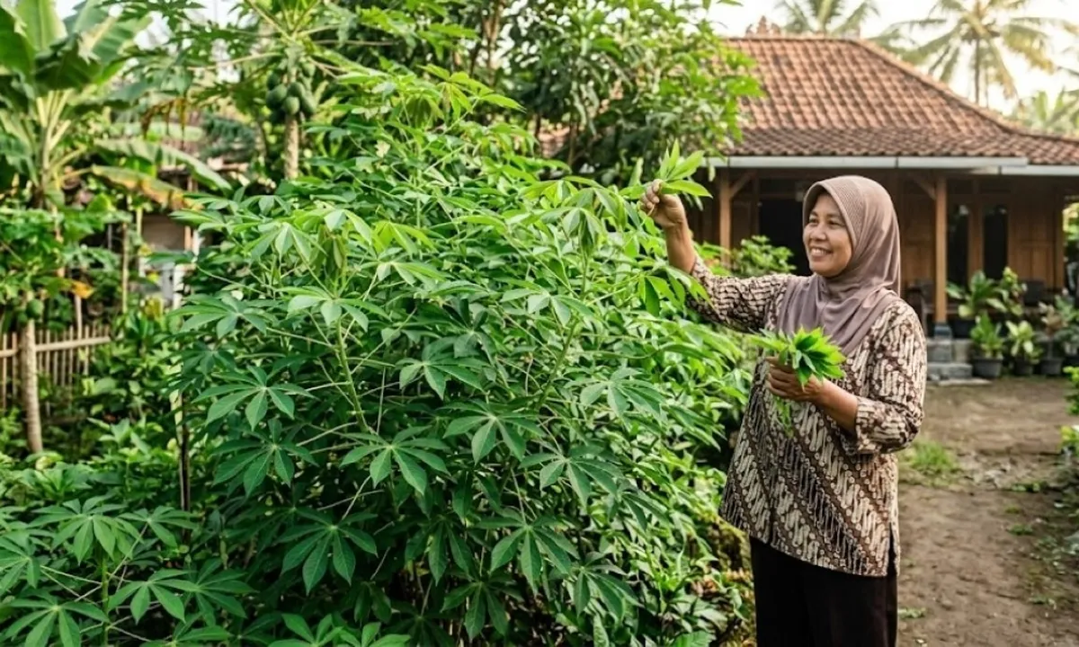 Cara Menanam Daun Singkong agar Pucuknya Lebat agar Hasil Panen Lebih Banyak