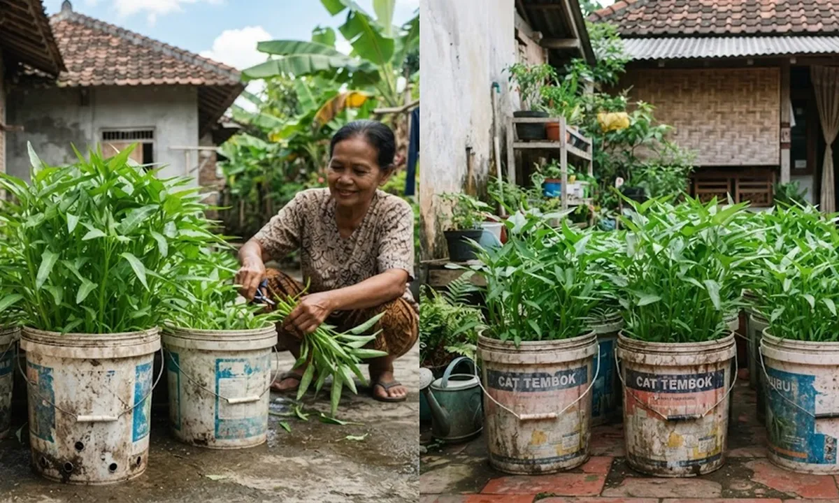 Cara Menanam Kangkung Hanya Pakai Ember Bekas, Siap Petik saat Panen