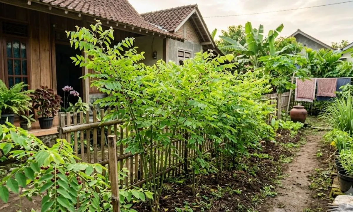 Cara Menanam Katuk Agar Rajin Bertunas dan Berdaun Lebat, Panduan Lengkap