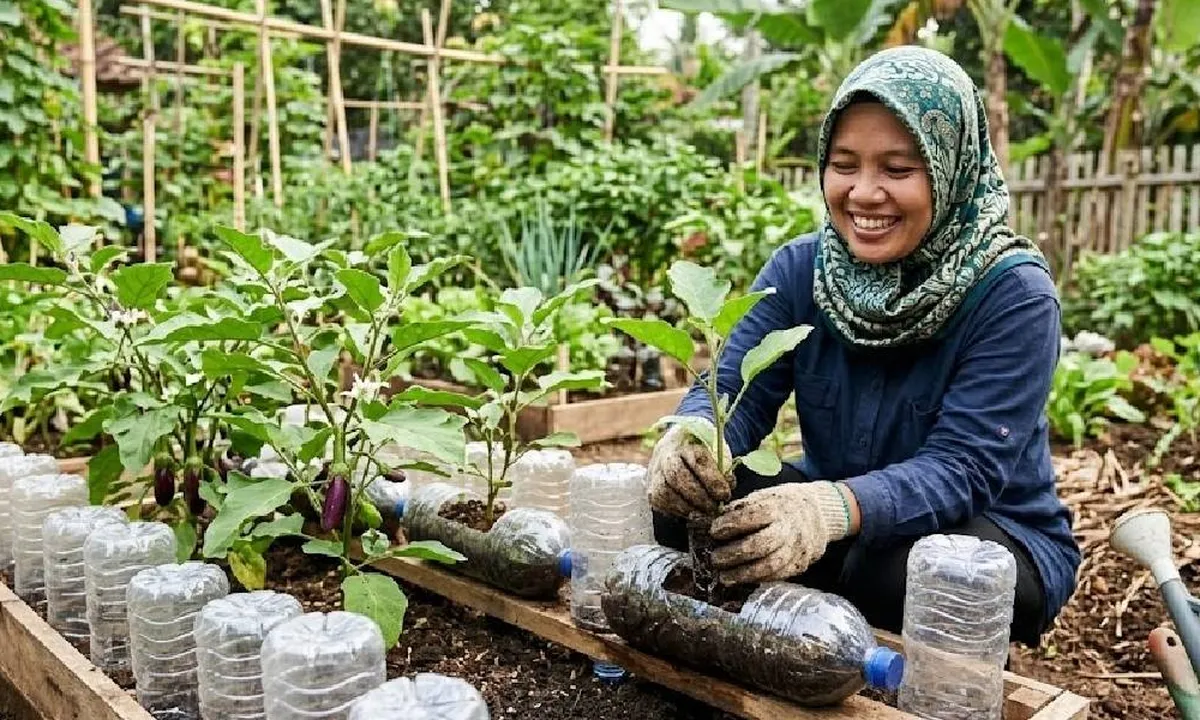 Cara Menanam Terong di Botol Bekas yang Benar, Hemat Biaya dan Ramah Lingkungan