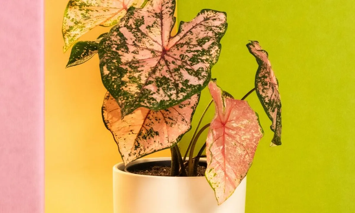 Cara Mengatasi Daun Keladi Menggulung dan Layu, Kenali Penyebab dan Solusinya
