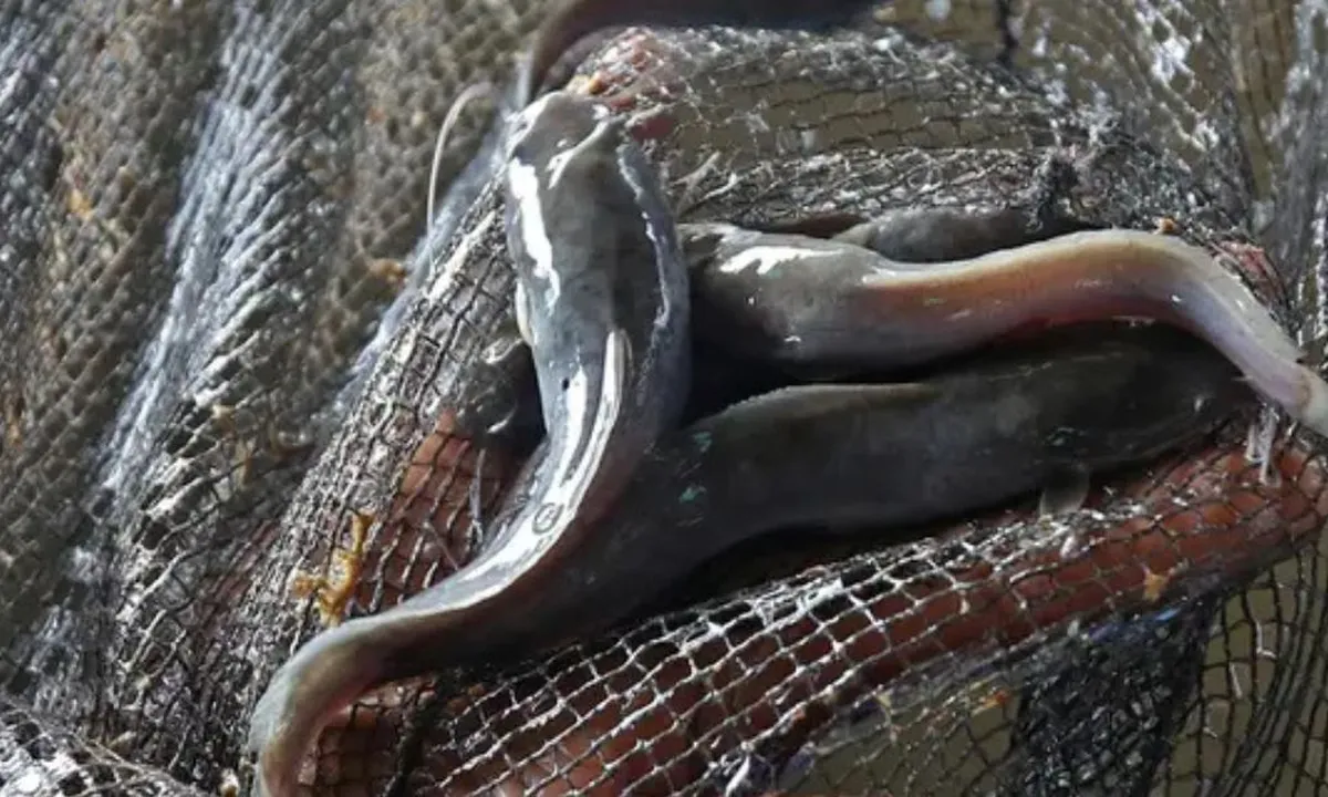 Cara Menghilangkan Lendir Ikan Lele dengan 3 Bahan Dapur, Efektif dan Mudah