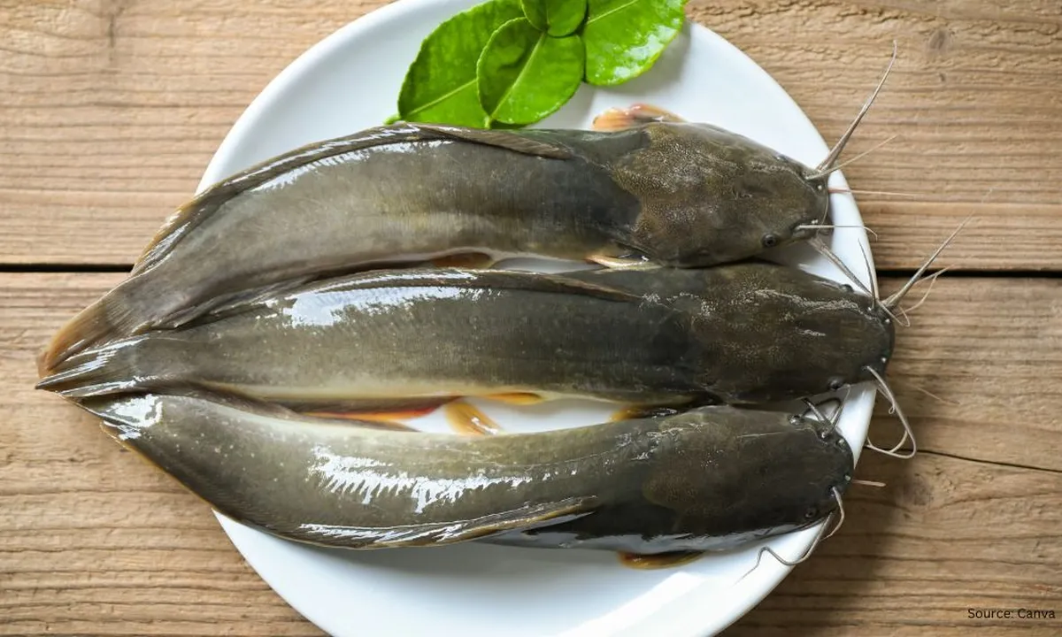 Cara Menghilangkan Lendir pada Ikan Lele Hanya dengan 3 Bahan Dapur