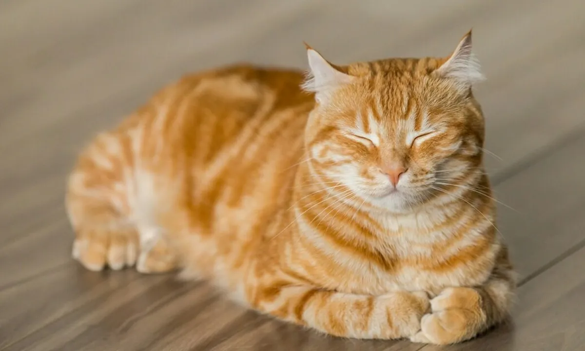 Cara Menghitung Umur Kucing dengan Tepat dan Akurat