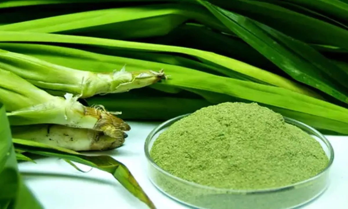 Cara Mengolah Daun Pandan, Solusi Alami untuk Menurunkan Gula Darah dan Kolesterol