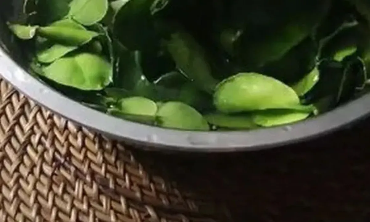 Cara Menyimpan Daun Jeruk, Agar Tetap Segar dan Awet Hingga 3 Bulan