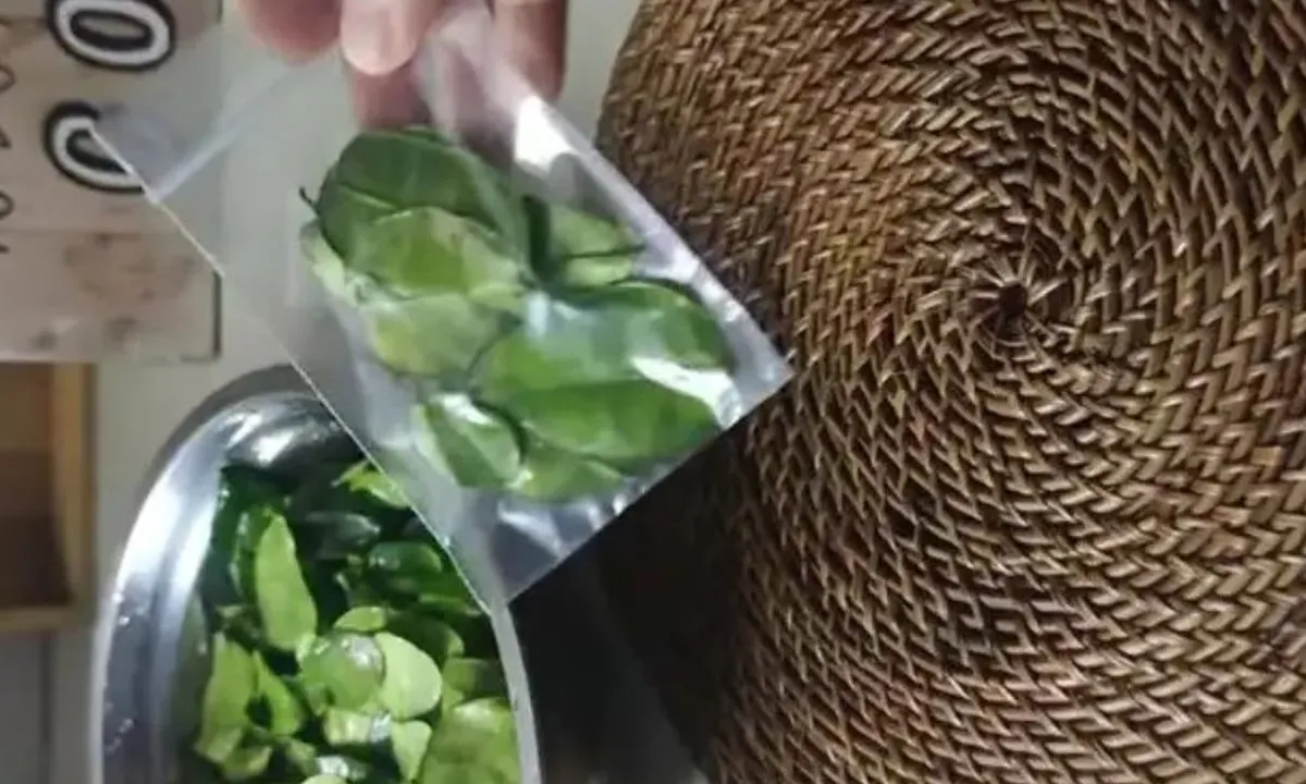 Cara Menyimpan Daun Jeruk, Tetap Segar dan Tahan Lama Hingga Tiga Bulan