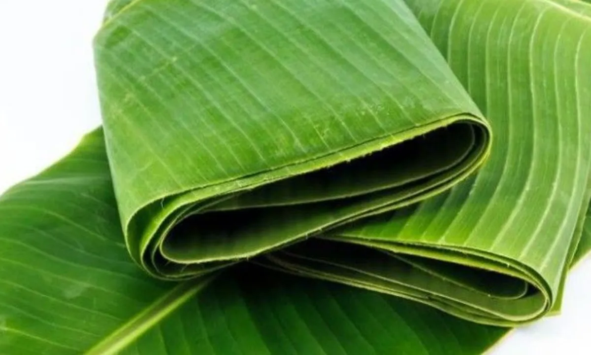 Cara Menyimpan Daun Pisang Supaya Bertahan Lama