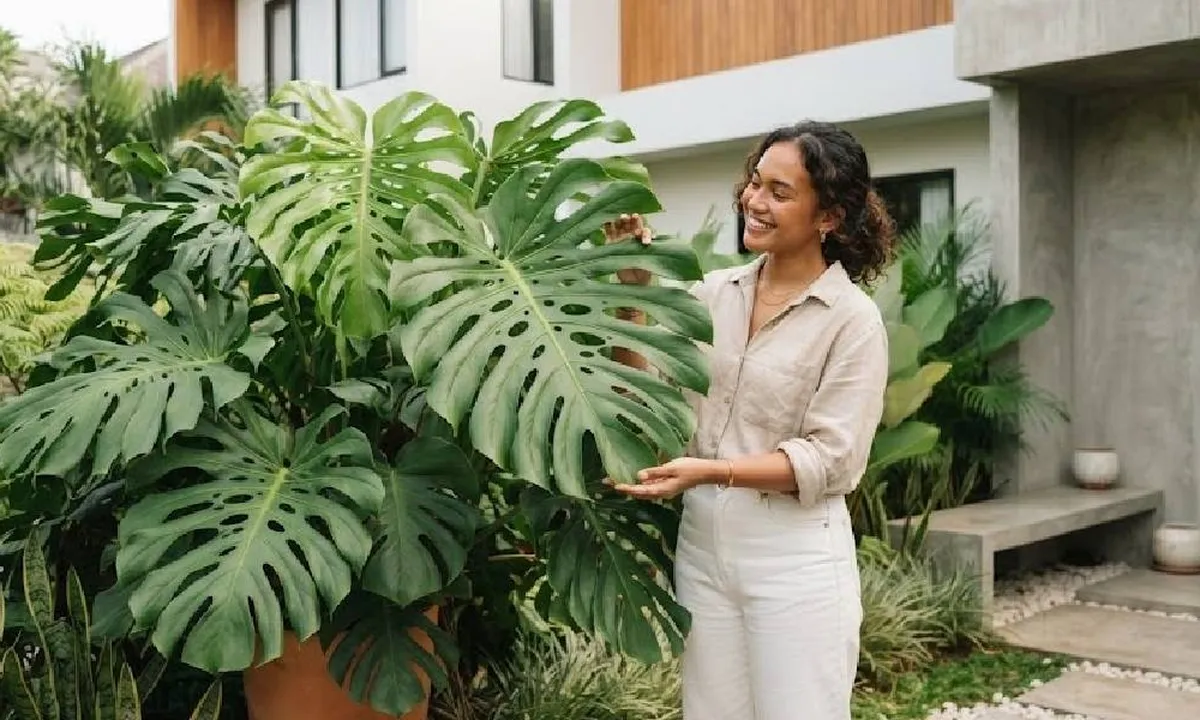 Cara Merawat Monstera agar Daunnya Besar dan Sehat, Jangan Asal Siram