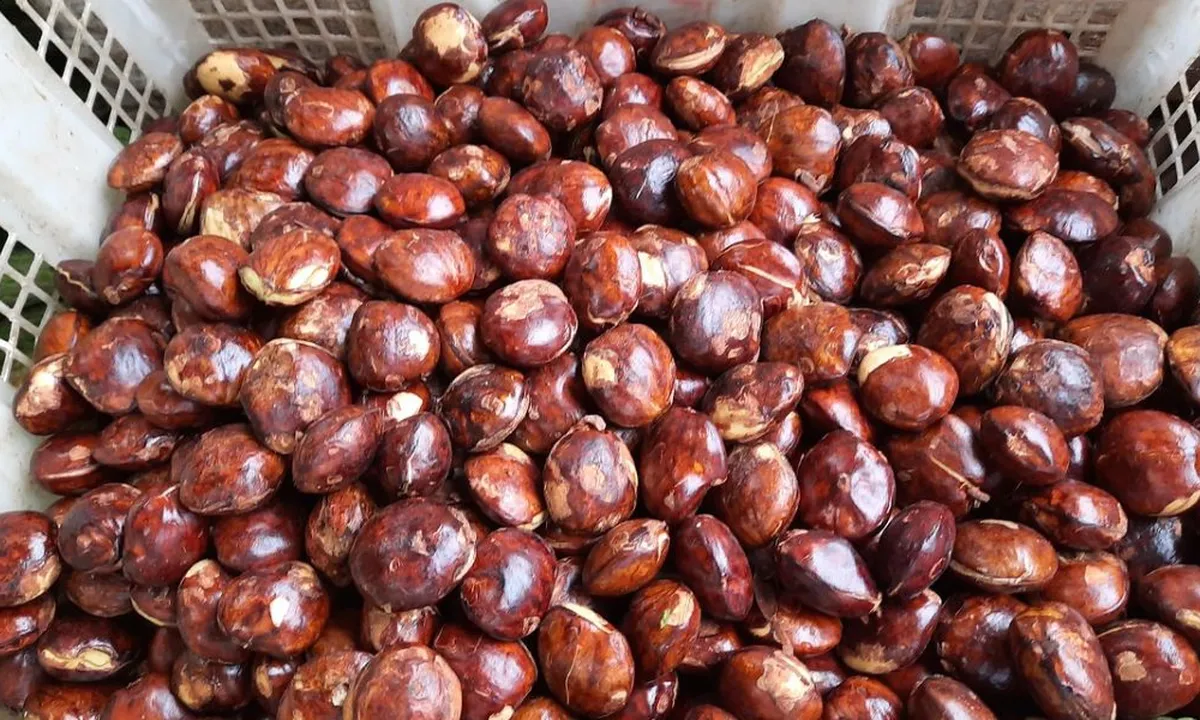 Cara Merebus Jengkol Empuk dan Bebas Bau dalam 30 Menit dengan 2 Bahan Ajaib