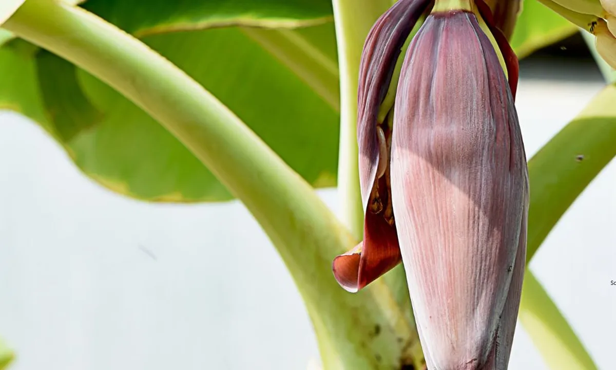 Cara Mudah Mengolah Jantung Pisang Agar Tidak Pahit dan Tetap Putih