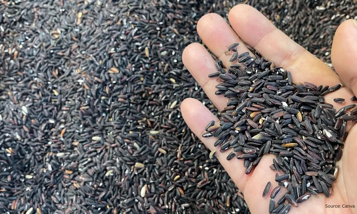Cara Praktis Memasak Ketan Hitam Tanpa Merendam yang Hemat Waktu dan Energi