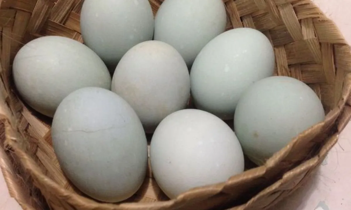 Cara Praktis Mengolah Telur Bebek yang Tidak Beraroma Kuat