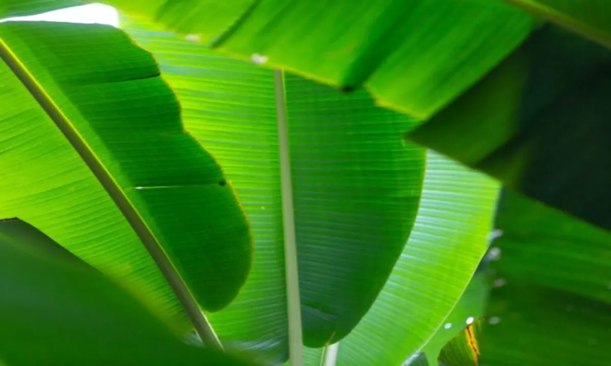 Cara Praktis Menjaga Daun Pisang Awet, Aroma dan Rasa Tetap Terjaga