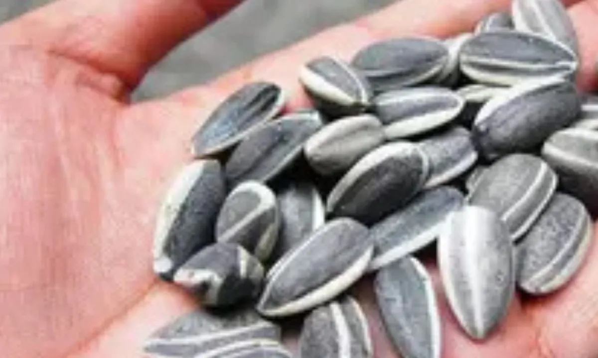 Cara Simpel Menjaga Kuaci agar Tidak Melempem dan Tetap Garing dengan 1 Bahan