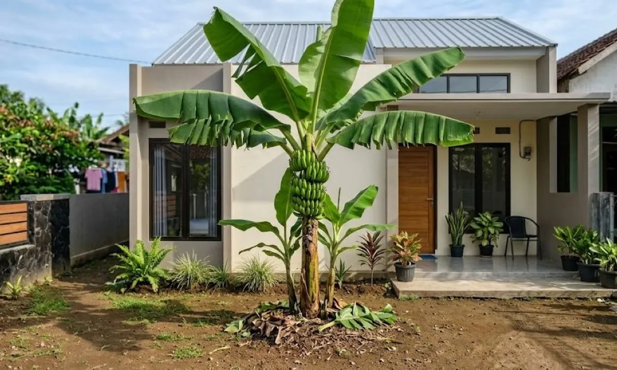 Cara Tanam Pohon Pisang agar Tidak Tinggi, Ikuti Langkah Ini agar Lebih Mudah Dirawat