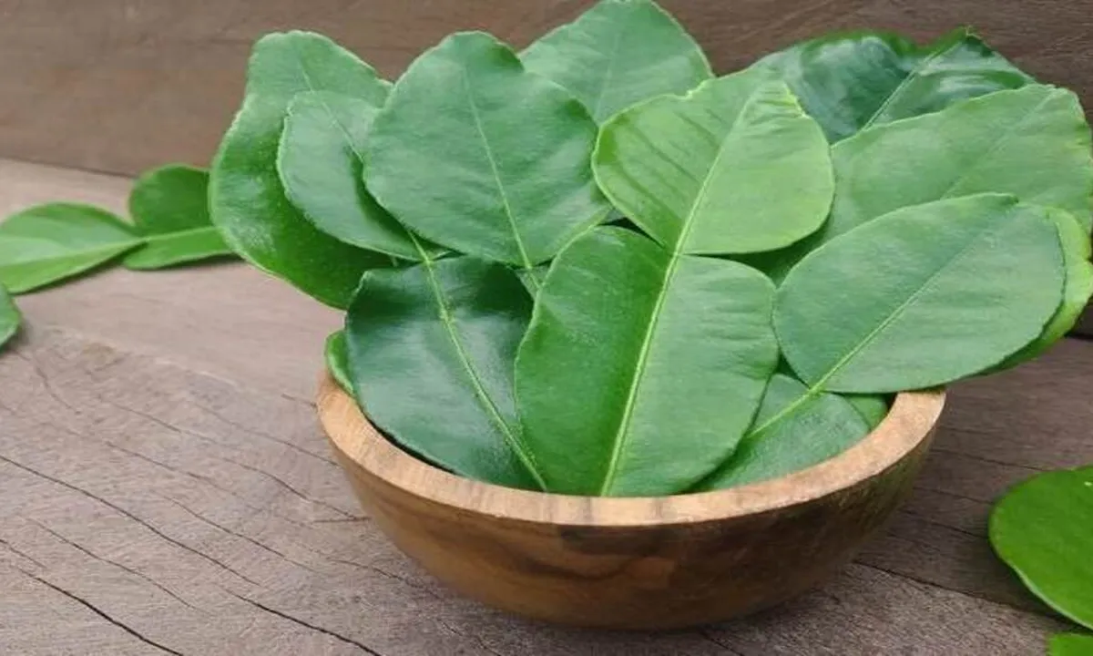 Cara Terbaik Mengolah Daun Jeruk agar Lebih Wangi dan Meningkatkan Rasa Masakan