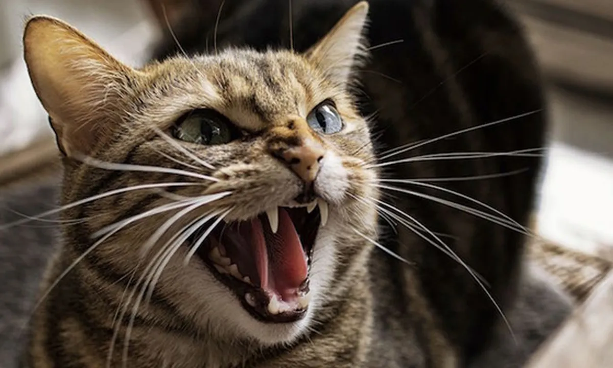 Cekoki Kucing Anggora dengan Ciu, Pria Ini Dikecam & Dipetisi Hukuman Penjara