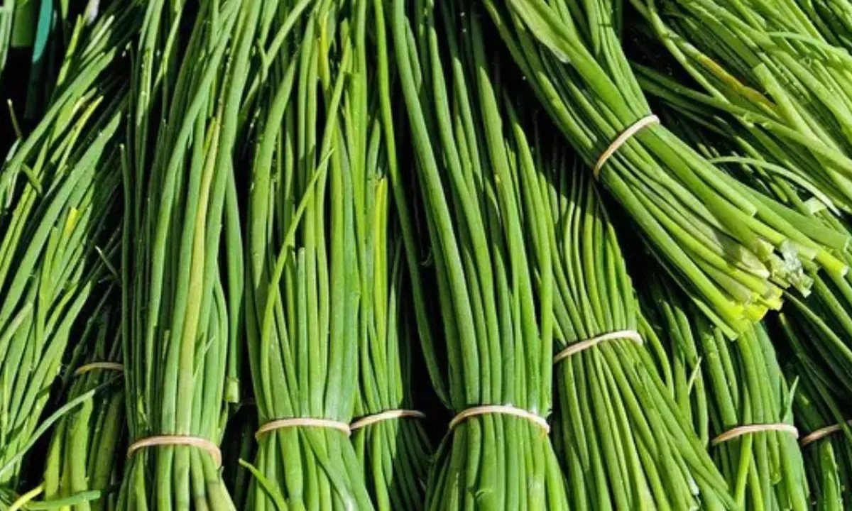 Daun Kucai, Rahasia Menurunkan Kolesterol