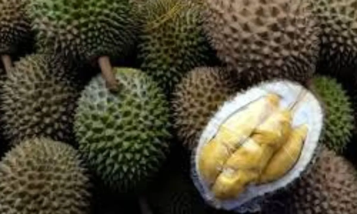Durian Tinggi Kolesterol? Ini Fakta dan Tips Konsumsi yang Aman