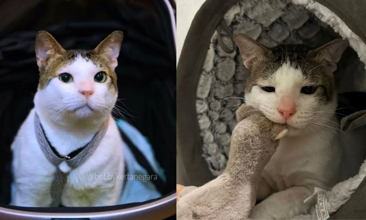 Foto-foto Bobby Kertanegara, Kucing Prabowo Subianto yang Imut dan Menggemaskan