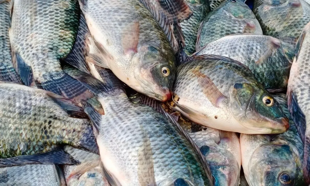 Garam dan Cuka Solusi Sederhana Atasi Bau Tanah pada Ikan Tawar