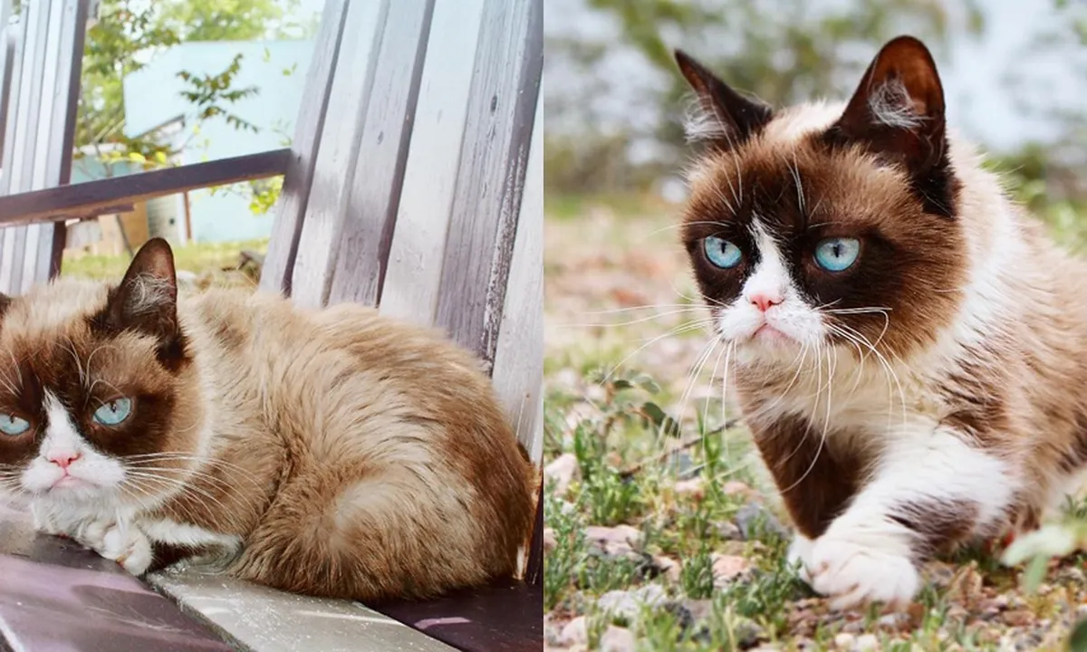 Grumpy Cat, Kucing Terpopuler Sedunia Meninggal karena Komplikasi Penyakit