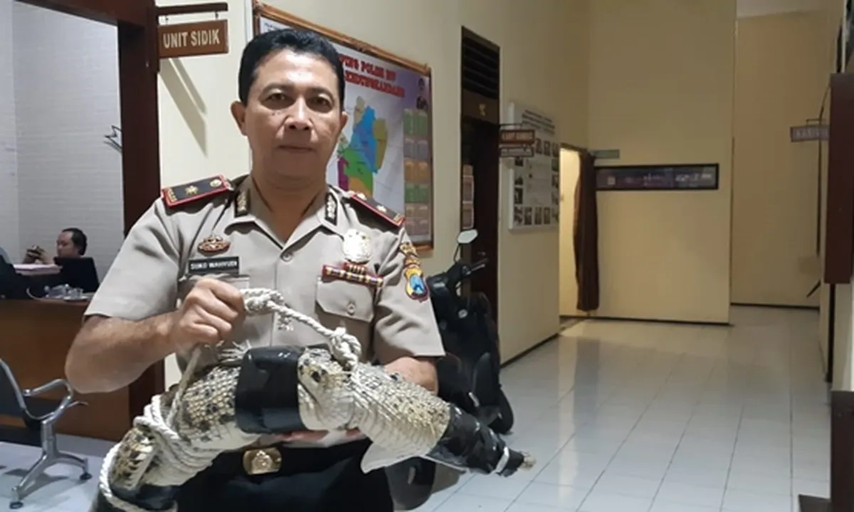 Heboh Buaya 'Jatuh Dari Langit' di Malang, Rusak Genting Rumah Warga