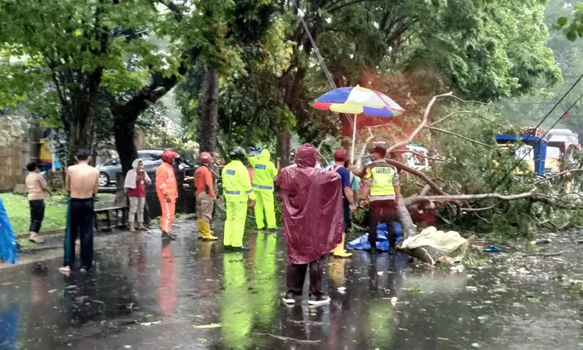 Hujan Deras! Seorang Pemotor di Kota Malang Tewas Tertimpa Pohon Roboh