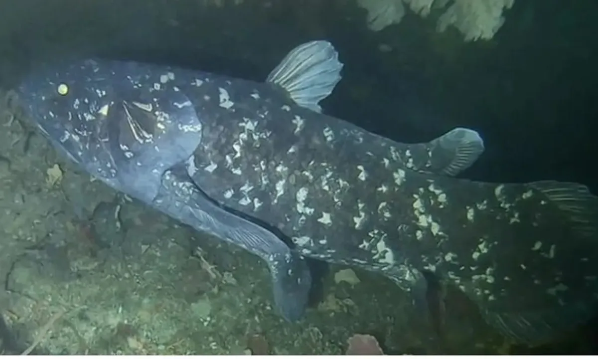 Ikan Purba Coelacanth, Spesies Langka yang Hidup Sebelum Dinosaurus Ditemukan di Gorontalo