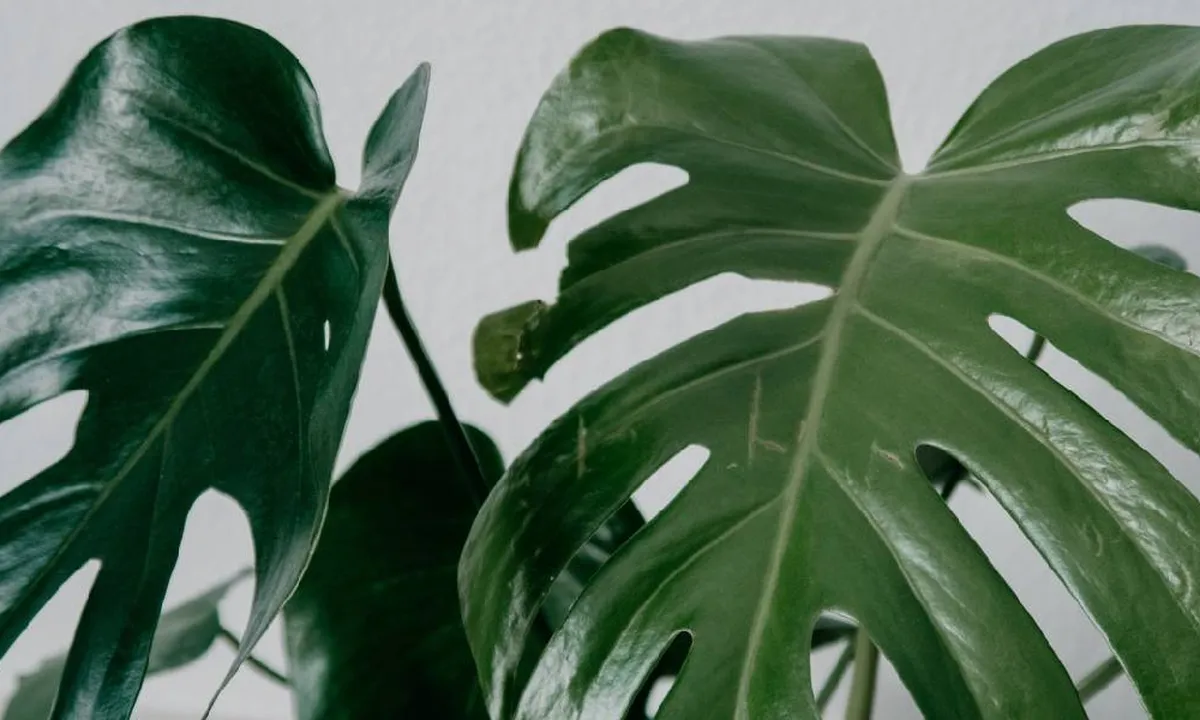 Ini Perbedaan Monstera dan Philodendron Beserta Cara Merawatnya, Jangan Salah