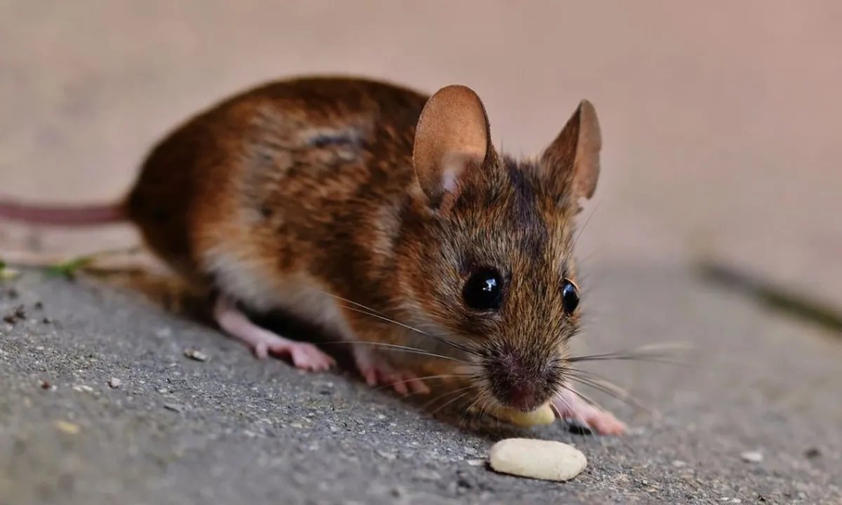 Jaga Rumah Tetap Bersih, Begini Cara Mengusir Tikus dengan Bahan Dapur