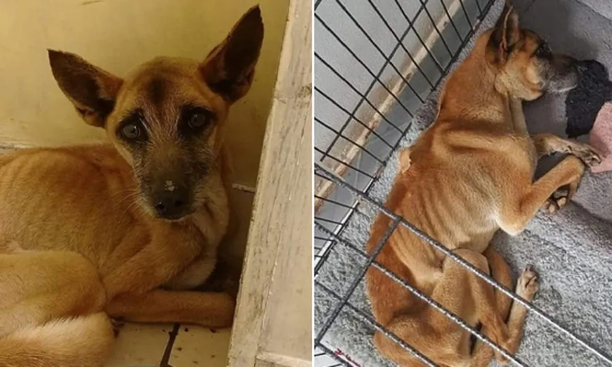 Jasad Majikan Tinggal Kerangka, Anjing Ini Setia Menunggu Selama 3 Bulan