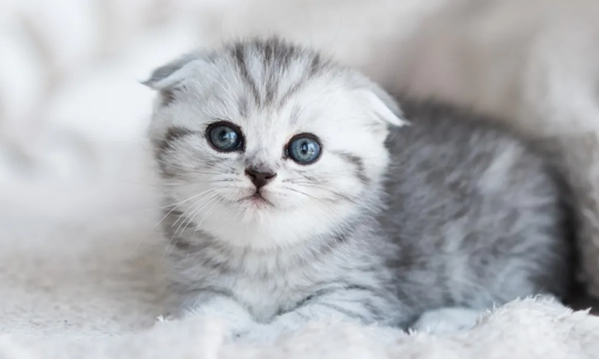 Jenis Kucing Peliharaan Nabi Muhammad SAW Beserta Keistimewaannya