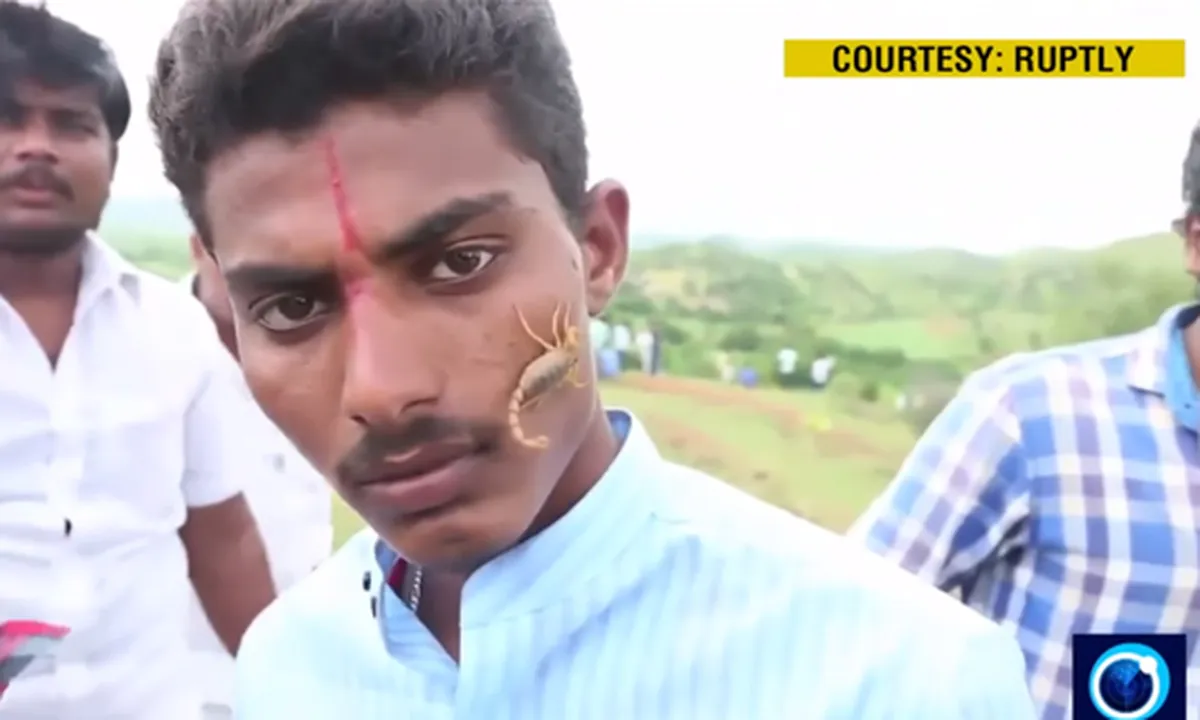 Kandakoor, Salah Satu Desa di India Yang Bermain Dengan Kalajengking Hidup