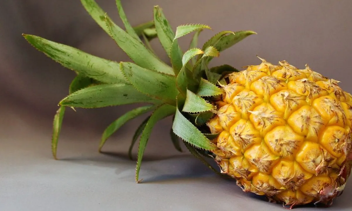 Keajaiban Nanas Muda, Manfaat Tersembunyi dan Fakta Menarik yang Harus Anda Ketahui!