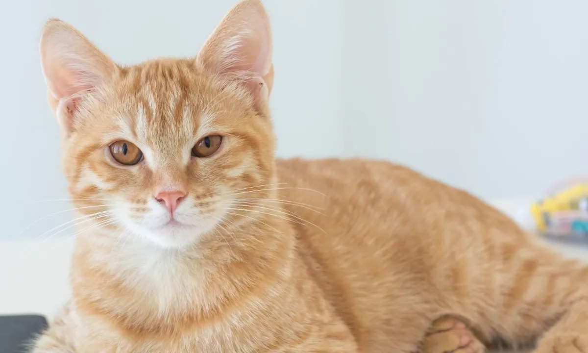 Keajaiban Warna Kucing, Mengungkap Mitos di Balik Pesona Mereka!