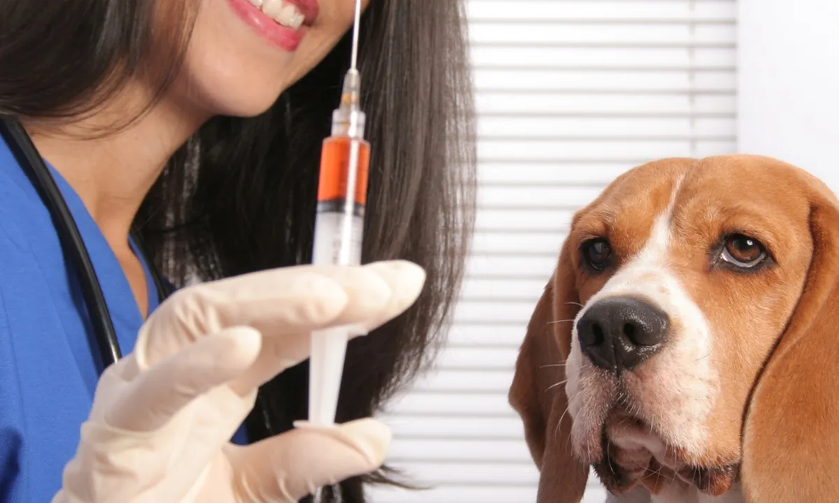 Kenali Tanda-Tanda Hewan Rabies, Panduan Utama untuk Melindungi Diri Anda!